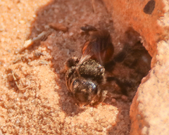 Andrena prima