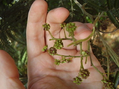 Dasineura rubiformis