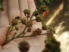 Dasineura rubiformis