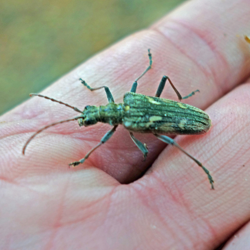 Two-banded Longhorn Beetle, Rheden, Netherlands, photo 3 of 10