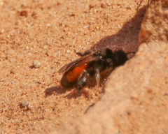 Andrena prima