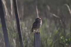 Athene cunicularia pichinchae