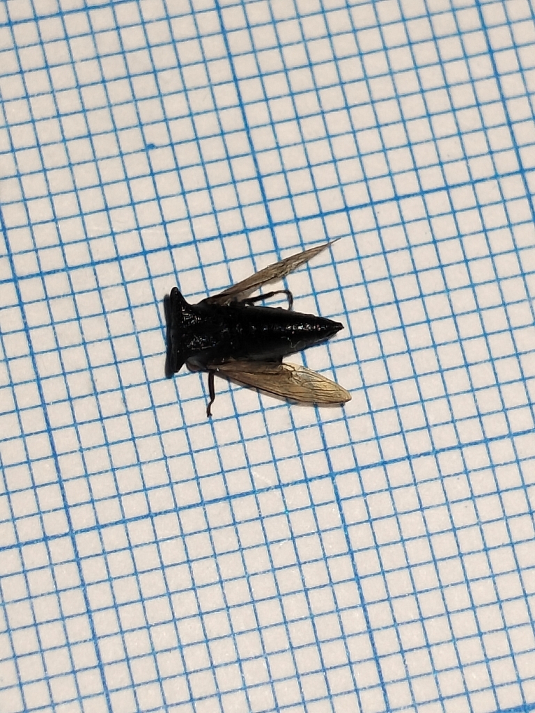 Nilautama minutispina (Nilautama minutispina)