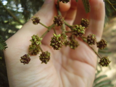 Dasineura rubiformis