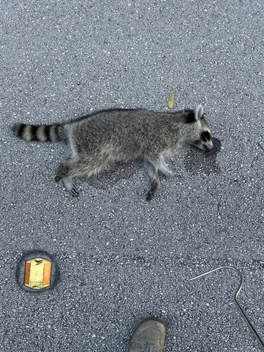 Common Raccoon observed by icollamati