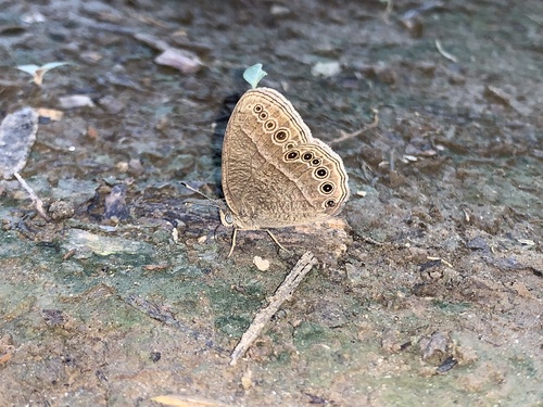 Telinga janardana