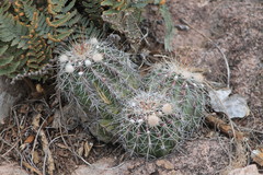 Echinocereus stolonifer tayopensis
