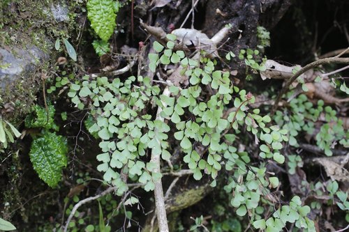 Adiantum monochlamys iNat (3)