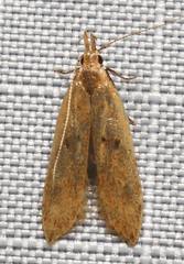 Dichomeris punctipennella