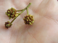 Dasineura rubiformis