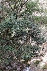 Rhododendron makinoi