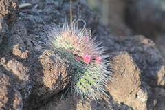 Mammillaria miegiana