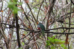 Trogon mexicanus