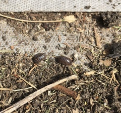 Armadillidium vulgare