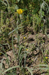 Pseudopodospermum inconspicuum