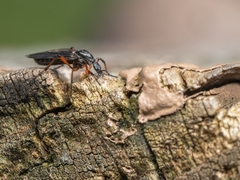 Bibio xanthopus