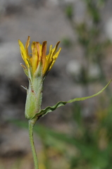 Pseudopodospermum inconspicuum
