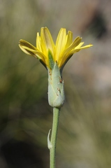 Pseudopodospermum inconspicuum