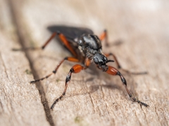 Bibio xanthopus