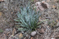 Agave polianthiflora