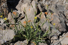 Pseudopodospermum inconspicuum