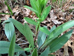 Echinacea angustifolia