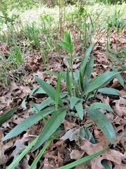 Echinacea angustifolia