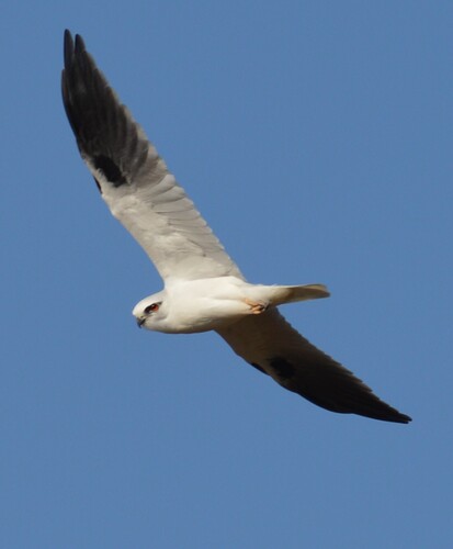 Black-shouldered Kite