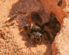 Andrena prima