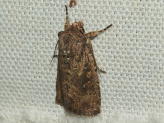 Dasygaster padockina