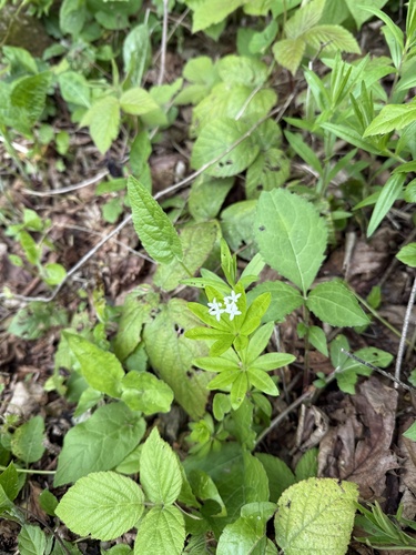 Sweet Woodruff