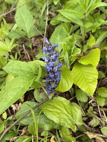 Blue Bugle