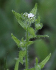 Cryptantha clevelandii
