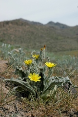 Gelasia circumflexa