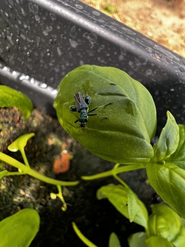 Thick-legged Flower Beetle