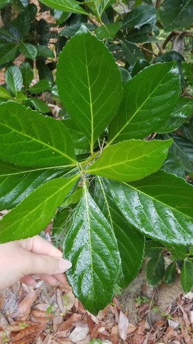 Viburnum odoratissimum image