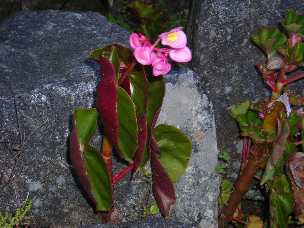 Begonia bracteosa