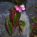 Begonia bracteosa - Photo (c) John Ratzlaff, some rights reserved (CC BY-NC-ND), uploaded by John Ratzlaff