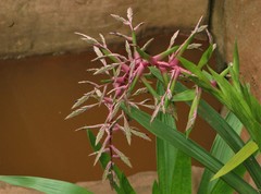 Tillandsia australis