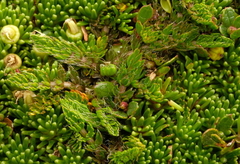 Anisotome imbricata prostrata