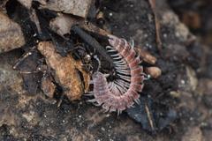 Pseudopolydesmus pinetorum