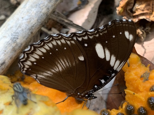 Hypolimnas bolina