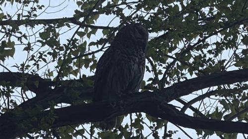 Barred Owl observed by marshall_lichty