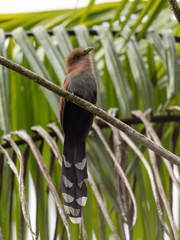Squirrel Cuckoo photo 3