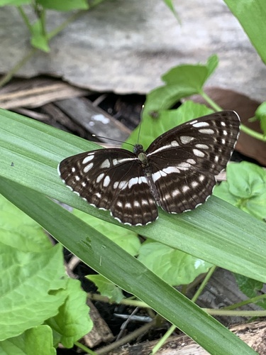 Neptis ida