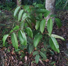 Toxicodendron striatum