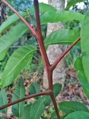 Toxicodendron striatum
