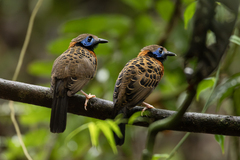 Ocellated Antbird photo 1