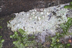 Pertusaria pertractata