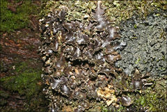 Pseudocyphellaria dissimilis